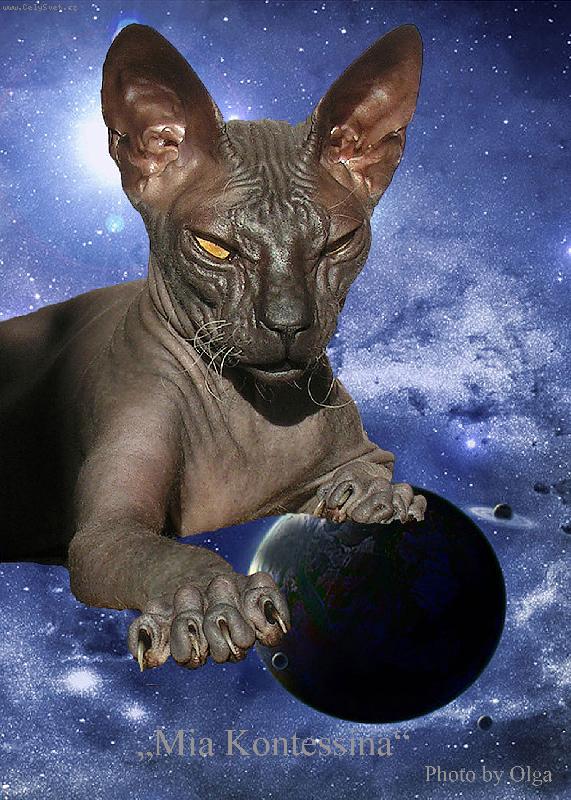 Foto: Aurora Sky Diamond of Kontessina-Don Sphynx
