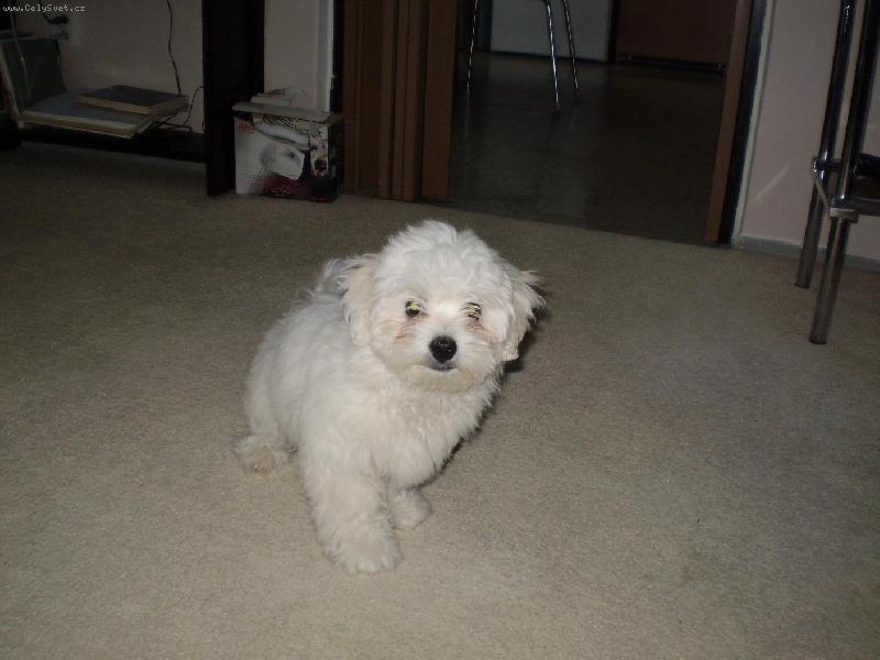 Foto: Po proch�zce v de�ti-Malt�z��ek Monty