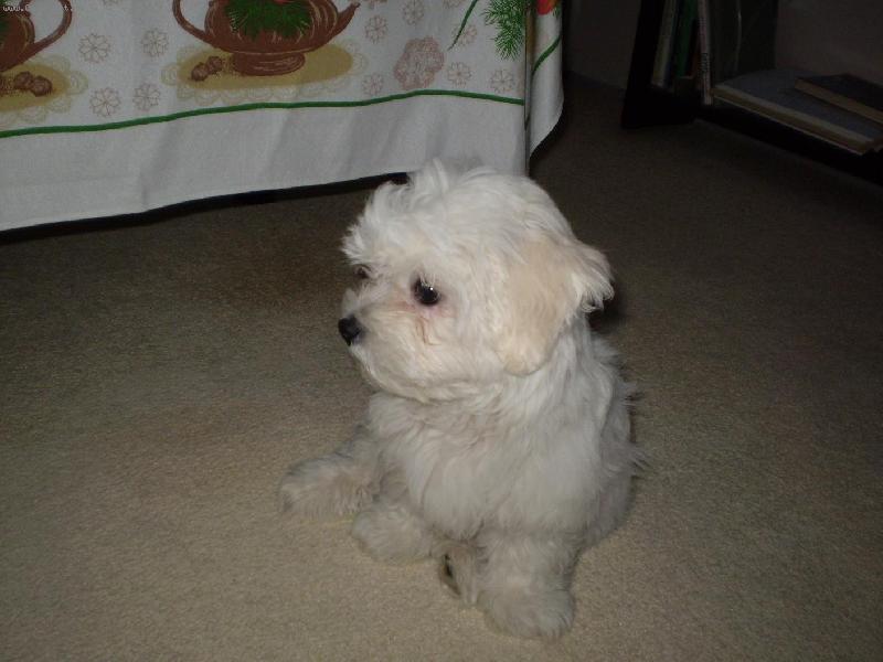 Foto: Po proch�zce v de�ti-Malt�z��ek Monty