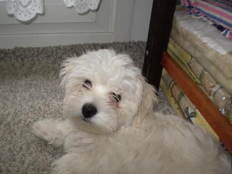 Foto: Malt�z��ek Monty