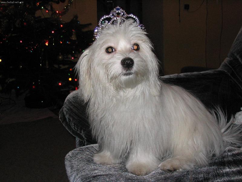 Foto: Kime�ek n� kr�l :-)-moje dcera p�j�ila Kime�kovi �elenku :-)