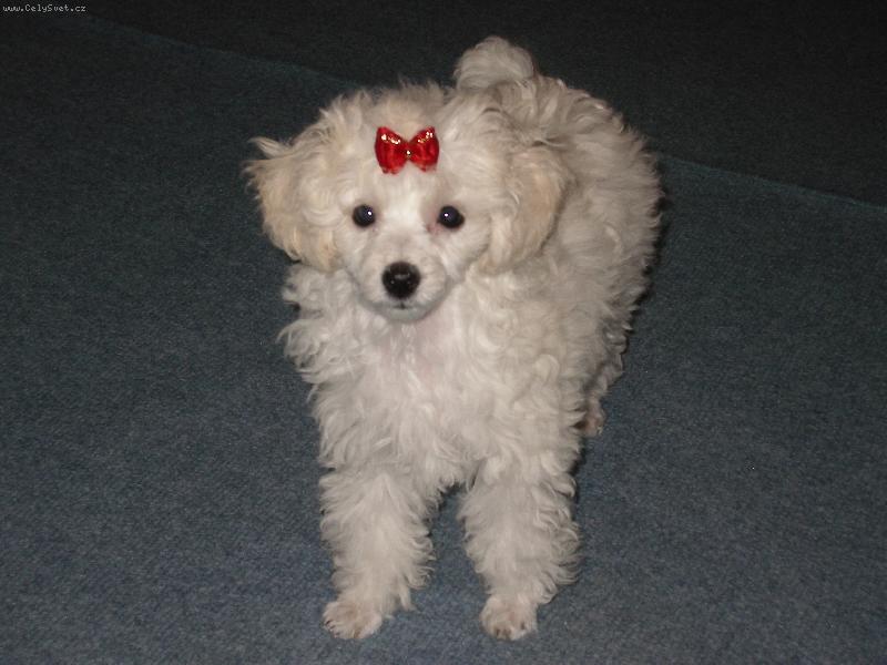 Foto: Pudl toy-12-ti t�denn� �t�n�