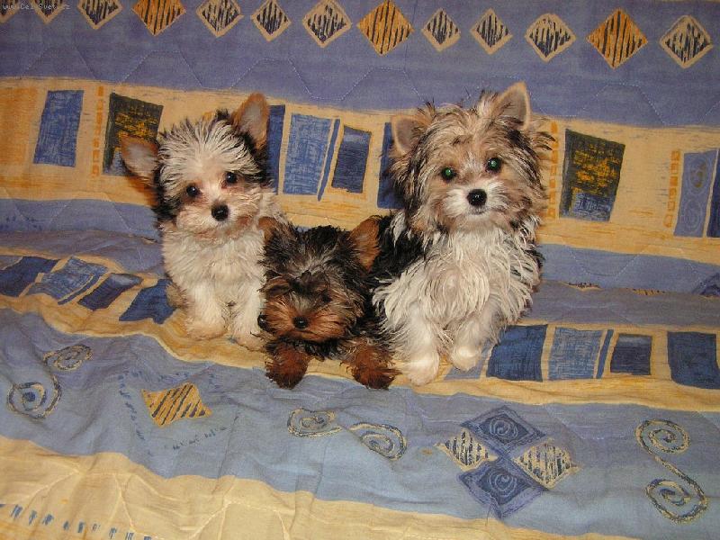 Foto: Snoopy Sa�a a S�ra-prvn� ve�ejn� p�edstaven� Biewer�s