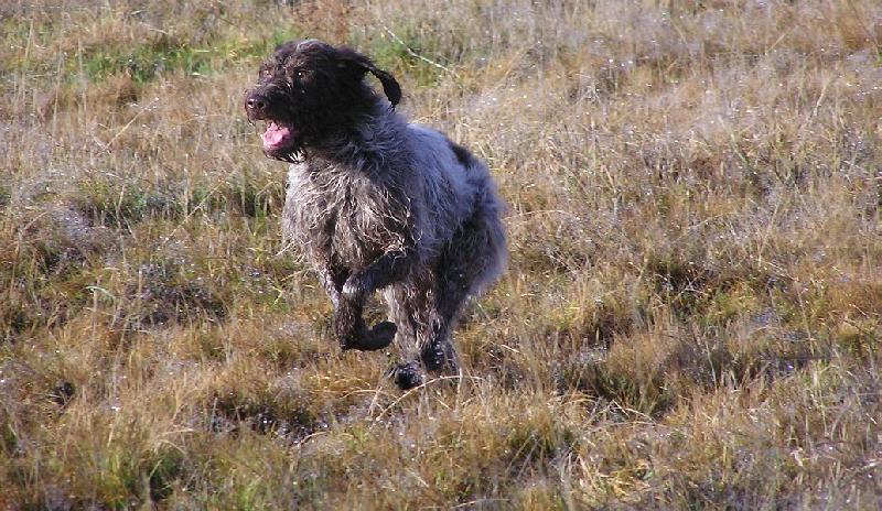 Foto: �esk� fousek Monika-�esk� fousek v b�hu