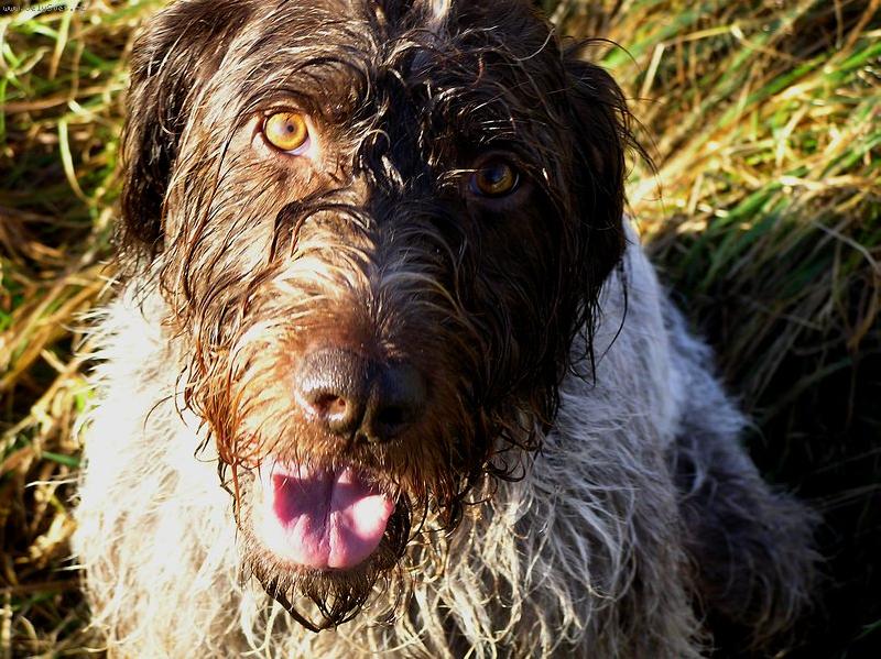 Foto: �esk� fousek Monika 2-�esk� fousek v detailu