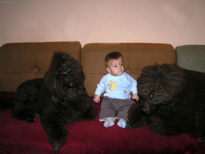 Foto: ALWIN,ALEX,COWBOY-mal� - ve�k� kamar�t