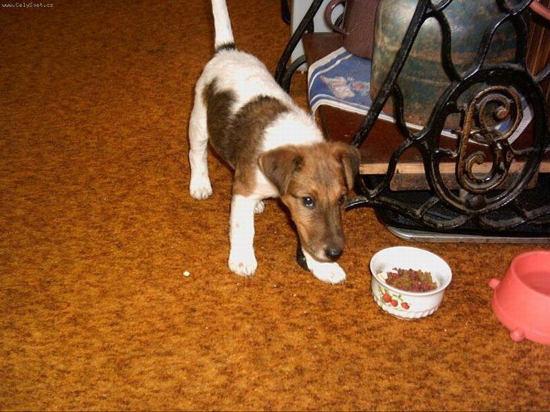 Foto: Poj� si se mnou hr�t-To je na�e ps� sle�na Zita