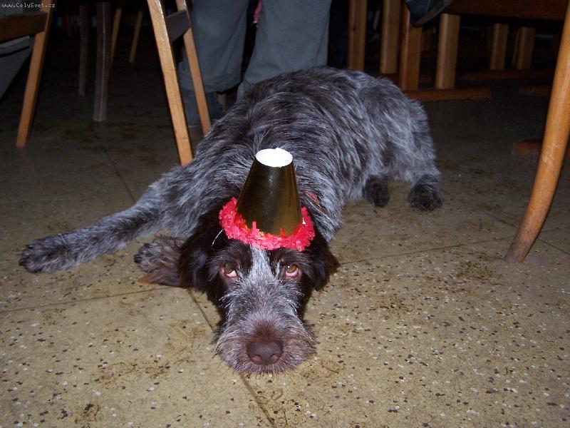 Foto: Gina v silvestrovsk�m opojen�