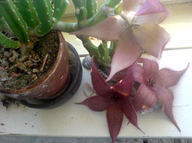 Foto: Stap�lie-..za��n� vykv�tat