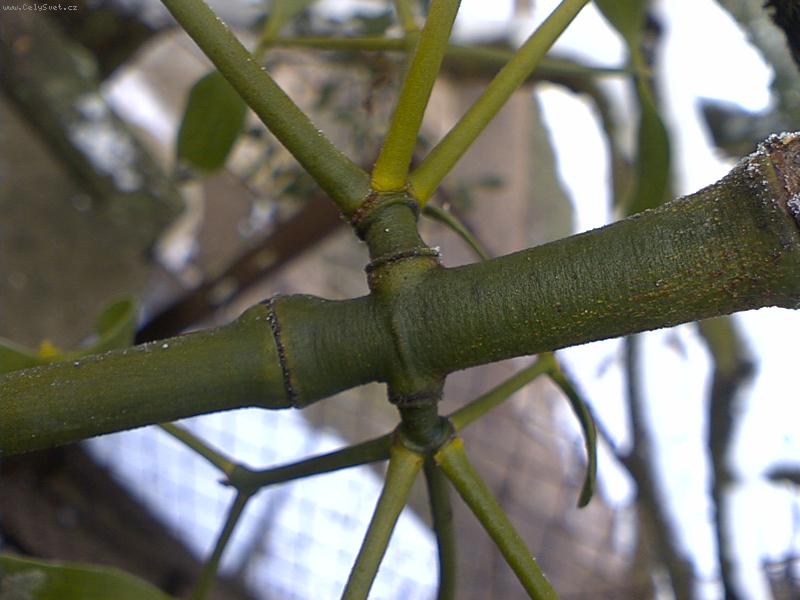 Foto: Jmel� na jmel�-Jmel� m��e r�st samo na sob�.