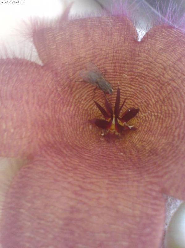 Foto: Stap�lie-opylov�v�na mouchou