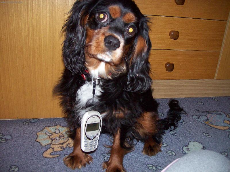 Foto: m�j kaval�rek ��rl�-to je.......