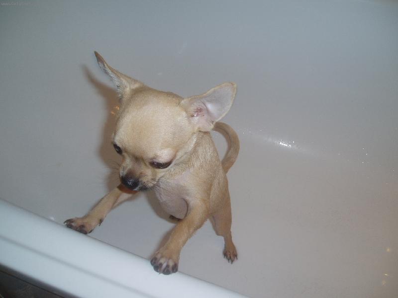 Foto: Sammy�ek se koupal..-N�,pros�m,vyt�hni m�,chci ven!