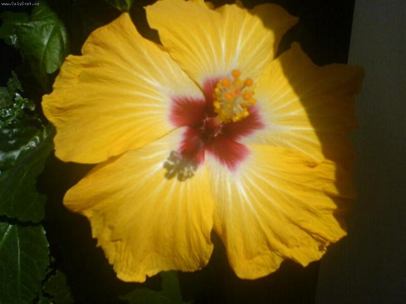 Foto: ibi�ek-�lut� s �erven�m okem