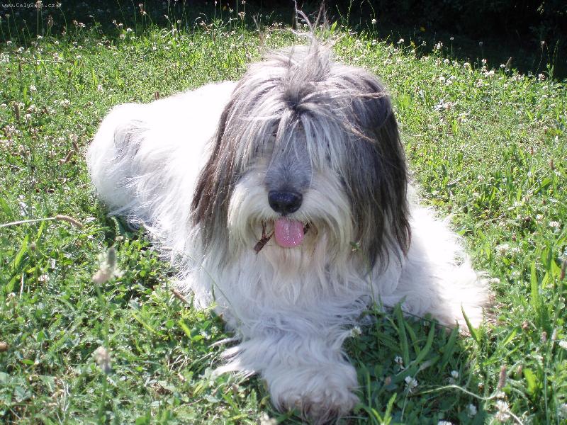 Foto: krasavec - Neratovice-Polsk� n�inn� ov��k