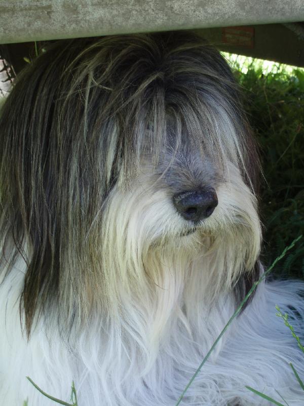 Foto: krasavec z Neratovic-Polsk� n�inn� ov��k