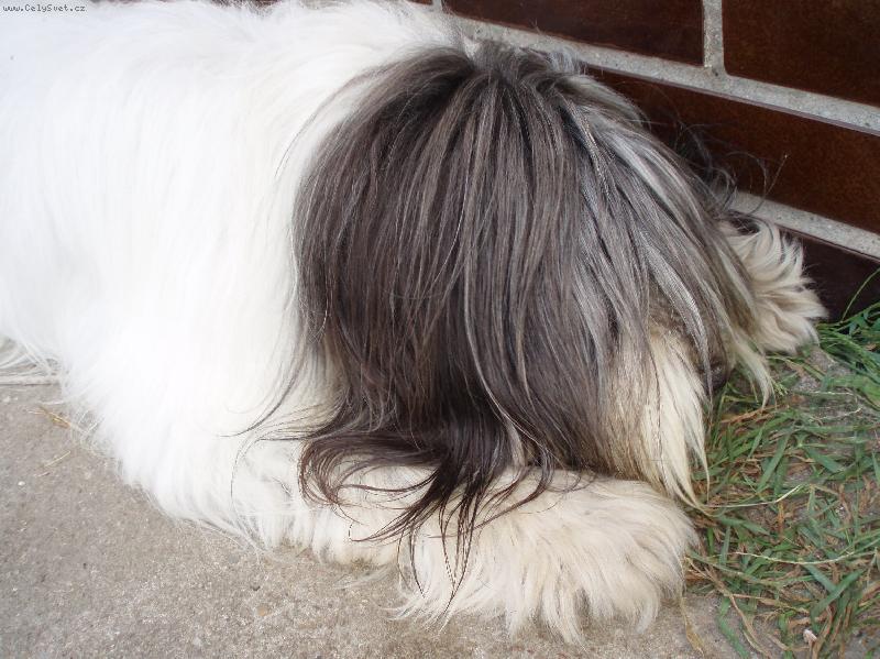 Foto: krasavec z Neratovic-Polsk� n�inn� ov��k