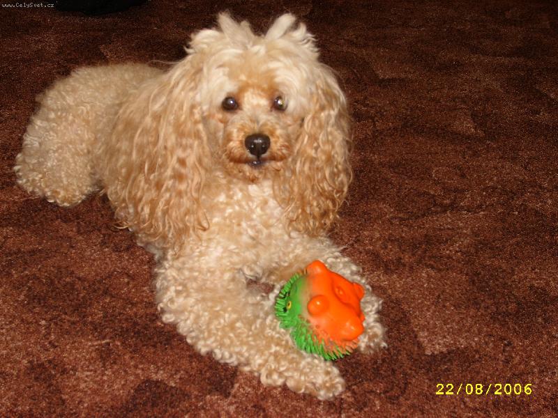 Foto: S je�e�kem-Hl�d� si svoji hra�ku