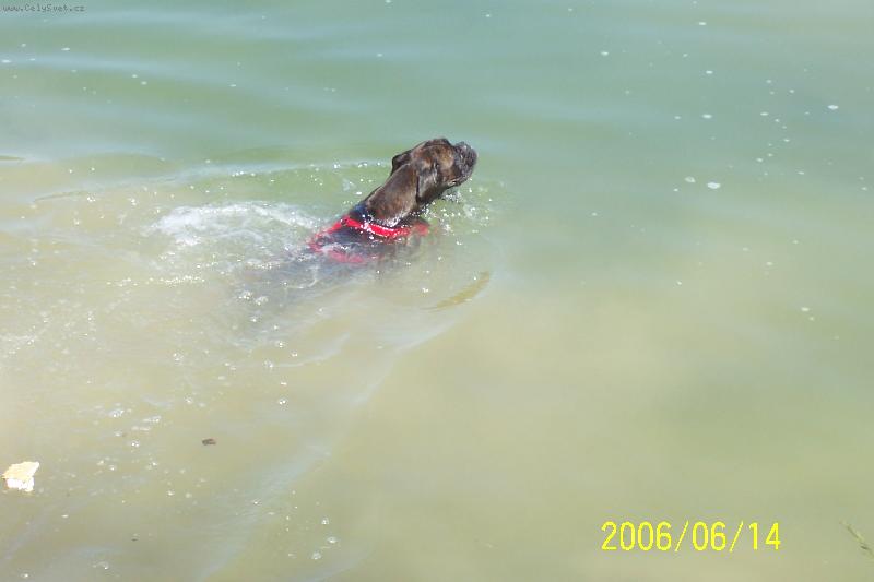 Foto: Megulka a voda-maj� radi vodu ,sta�� se pod�vat!