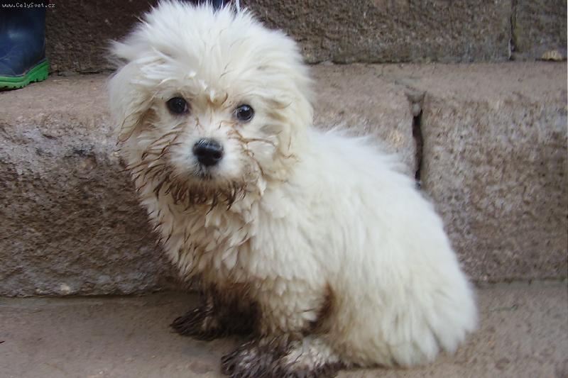 Foto: Kdy� byl Kimi mal�-po proch�zce rann� rosou :-) v lese