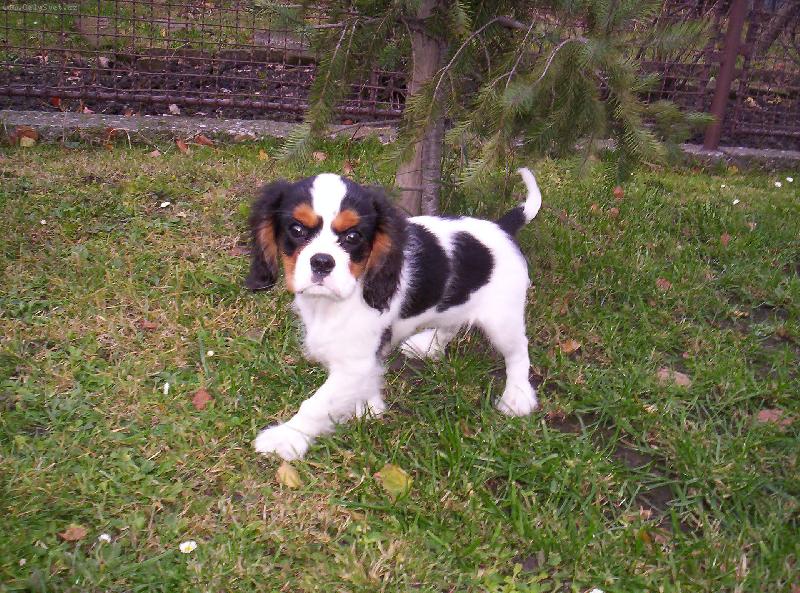 Foto: Brixinek-malink� zlat��ko, kter� te� m� 4 m�s�ce..