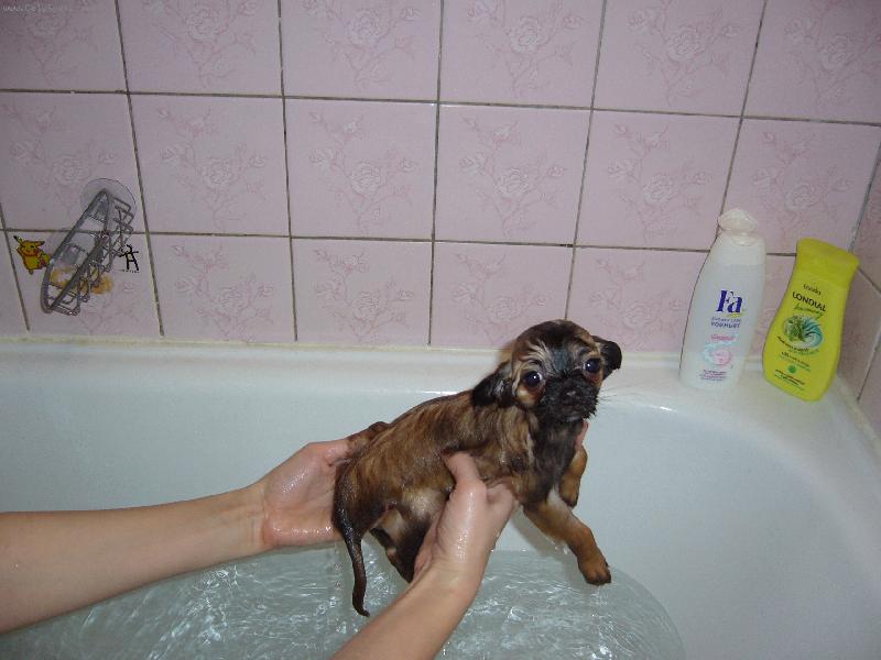 Foto: �ivko sa k�pe-�ivkove prv� k�panie