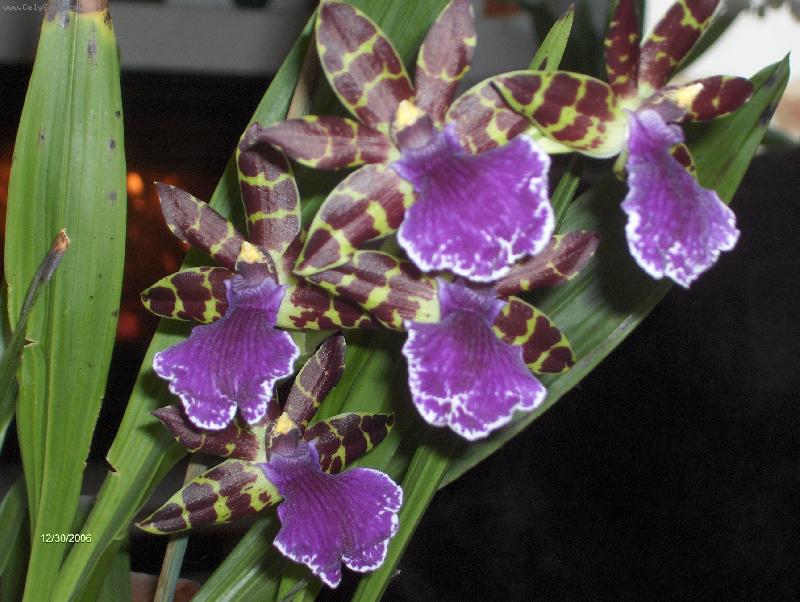 Foto: Zygopetalum