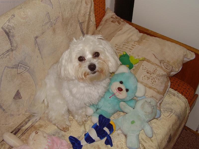 Foto: Sam��ek a jeho hra�ky