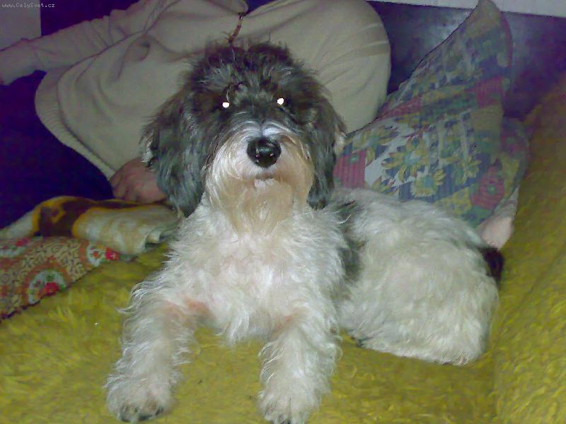 Foto: Cherry Elve Bohemica