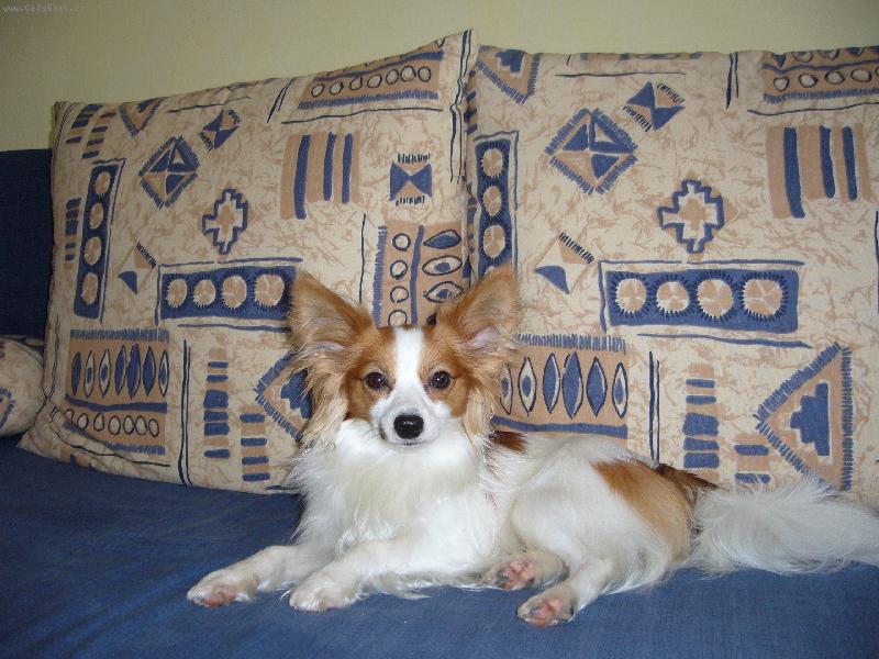 Foto: ABRAXAS JIRAVA-Odpo��v�m