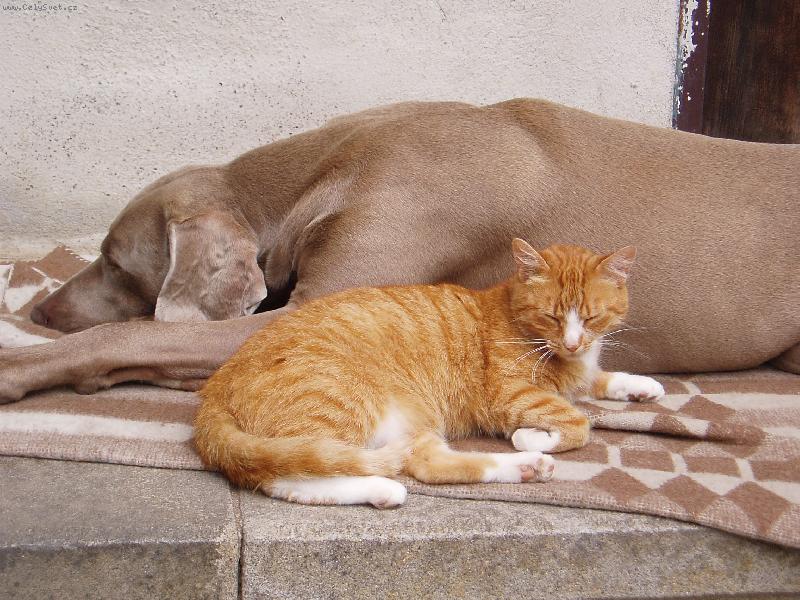 Foto: garp a sarin-takhle le��me �asto