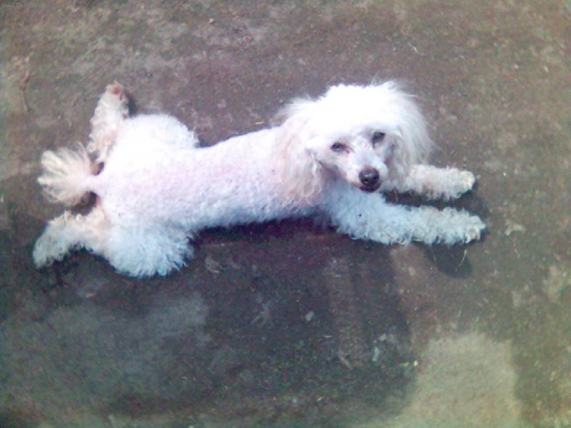 Foto: N� mazel.-Tak na�e Kelynka v�t�inou le��.