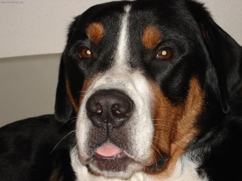 Foto: Jathos Jose-Tak toto je nas velky maznacik