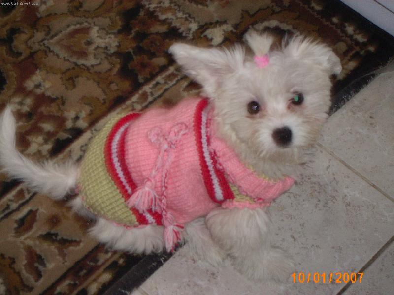 Foto: To jsem fe�anda,�e?-Aishinka