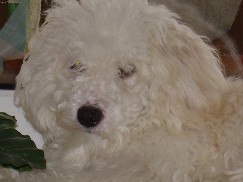 Foto: N� mil��ek Fil�pek