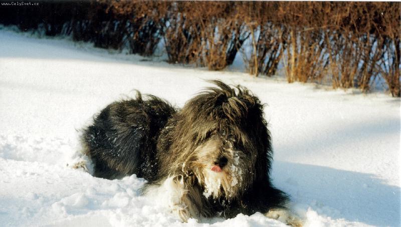 Foto: H�ja krasavec z Neratovic-Polsk� ov��k n�inn� na sn�hu