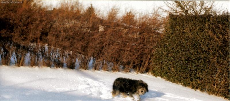 Foto: H�ja krasavec z Neratovic-Polsk� ov��k n�inn� na sn�hu