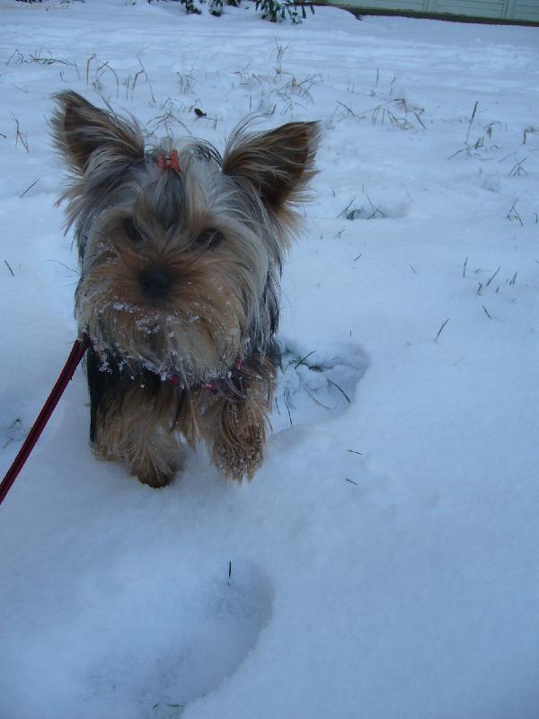 Foto: Ennynka-Na�e Ennulka ve sn�ku =)