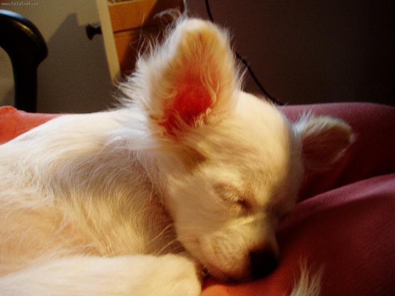 Foto: Sladk� sn��ky...-...kde inde ako na noh�ch pani�ky ;)