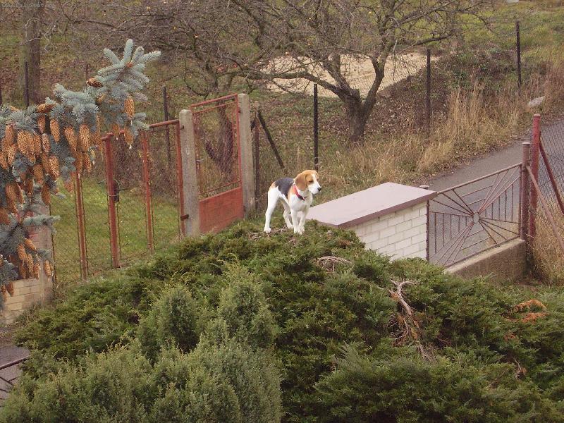 Foto: En-En�a leze po stromech