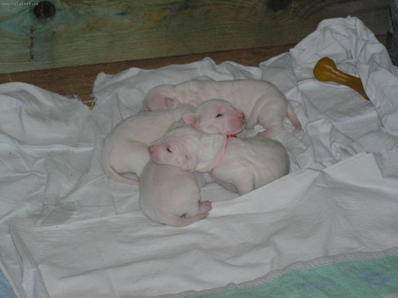 Foto: Arina + Ricardo vrh\"C\"