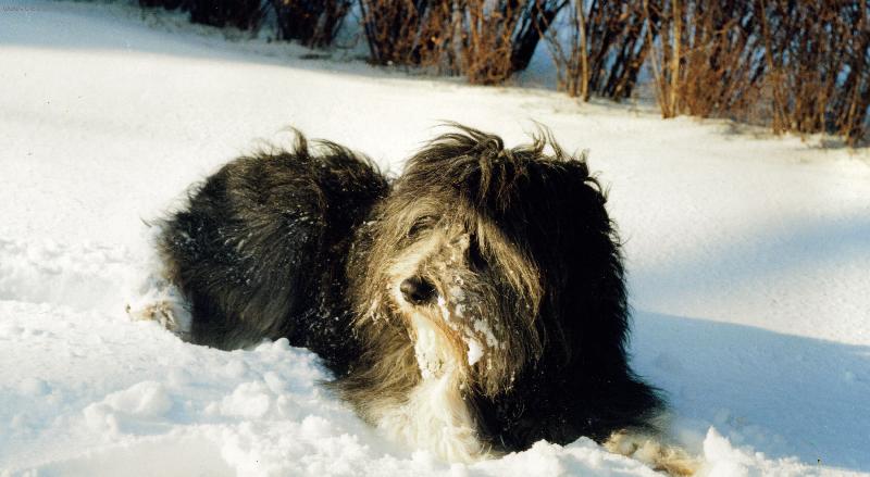 Foto: Polsk� n�inn� ov�ak - Neratovice-Polsk� n�inn� ov��k