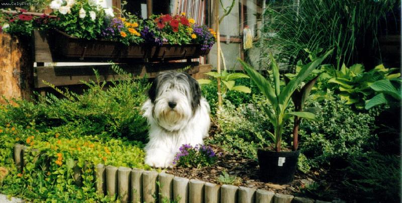 Foto: Polsk� n�inn� ov�ak - Neratovice-Polsk� n�inn� ov��k