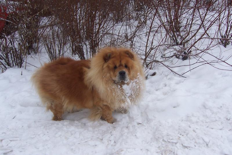 Foto: Mao-vzpom�nka na lo�sk� sn�h