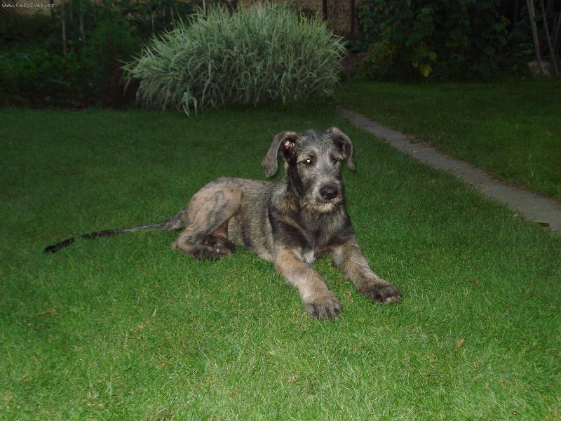 Foto: Queny-N� \"mali�ky\"  pejs�nek v zahrad�