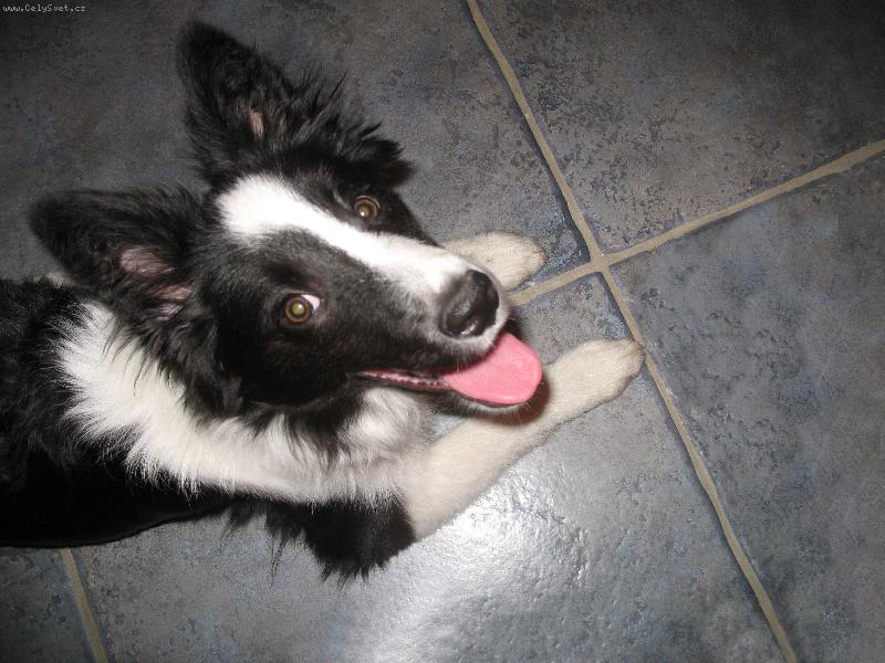 Foto: Jmenuji se Berry a po��d se usm�v�m...