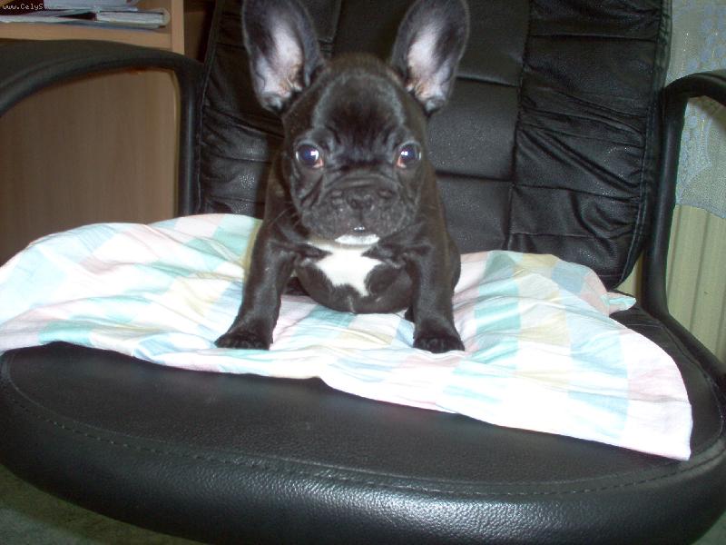 Foto: Benji-2,5m�s�ce