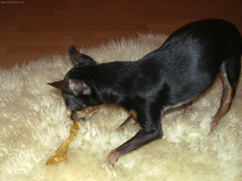 Foto: fena Baru�ka-Hl�d�m si svoje kr�l��� ucho!!!