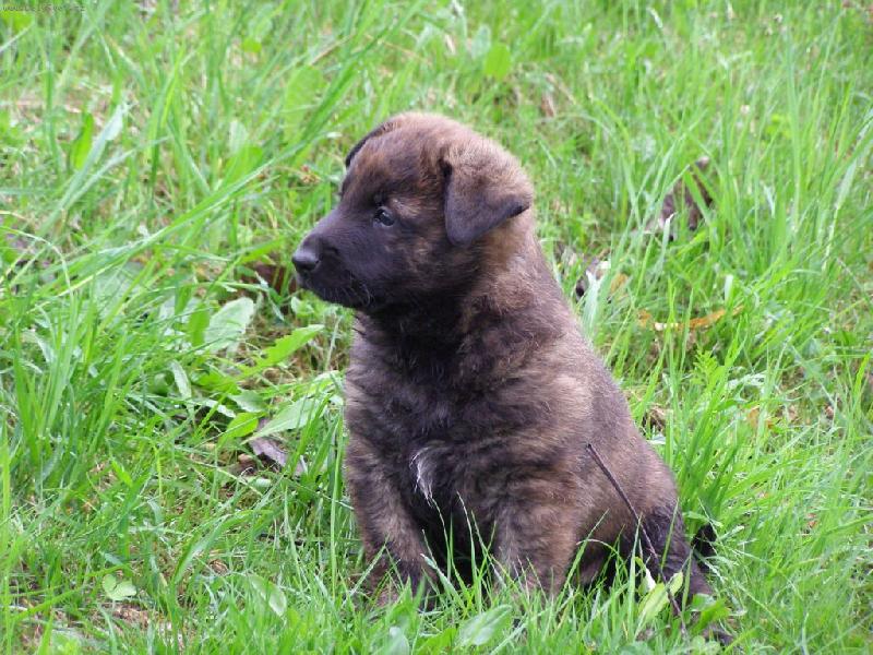 Foto: Holandsk� ov��k kr�tkosrst�