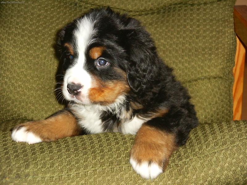 Foto: Amigo-Bernsk� sala�nick� pes